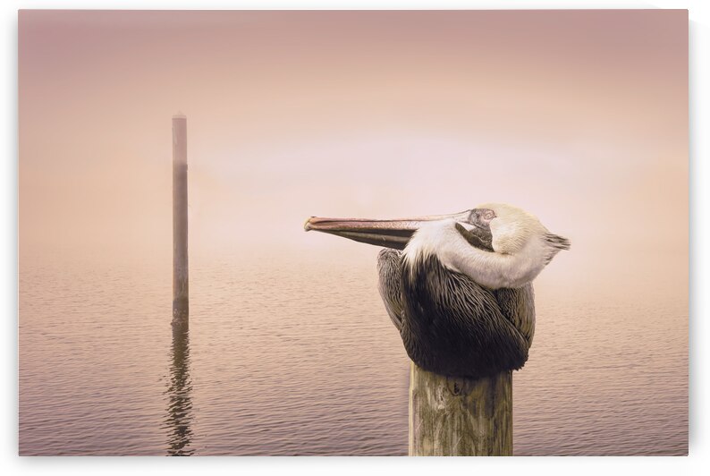 Pensacola Florida Pelican in Fog by Norma Brandsberg Photography