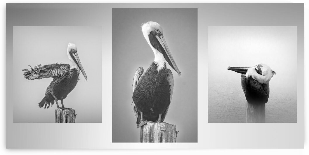 Pensacola Florida Pelican Triptych in Black and White by Norma Brandsberg Photography