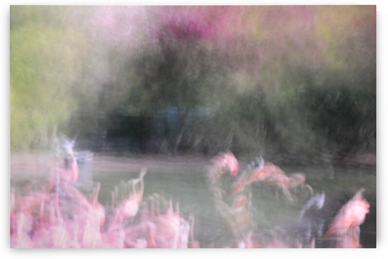 Flamingos by Peter Sturgis