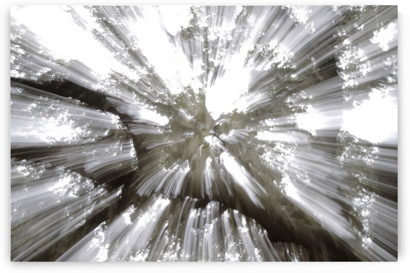 Tree Top with Spanish Moss by Peter Sturgis