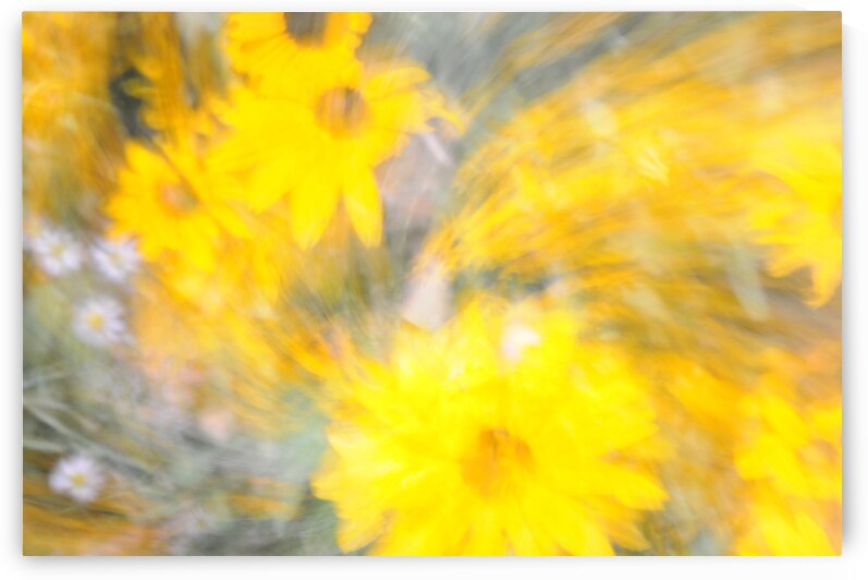 Yellow Flowers by Peter Sturgis