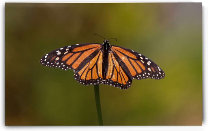 Monarch Butterfly - Wings of Royalty by Chad Meyer