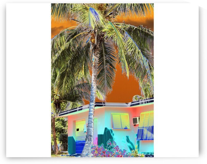 Coconut Palm Lane by Rene Griffith