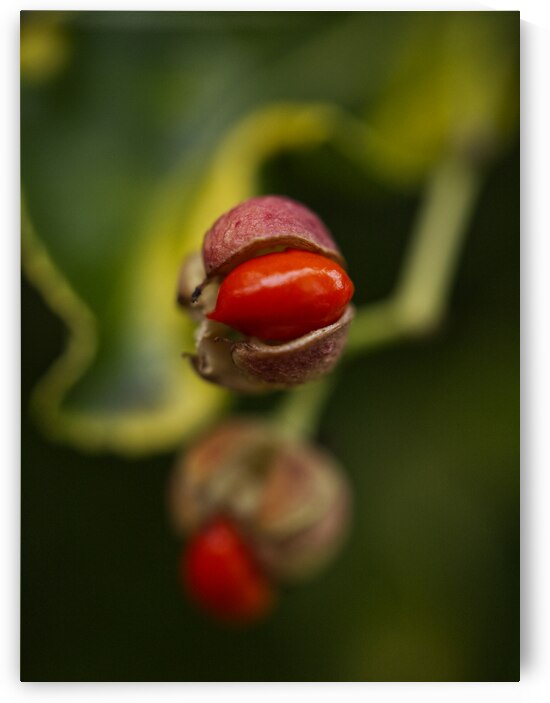 Golden Euonymus Shrub With Berry  by Iris H Richardson