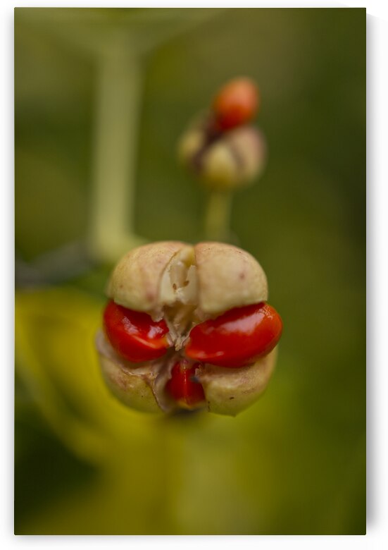 Golden Euonymus Berry by Iris H Richardson