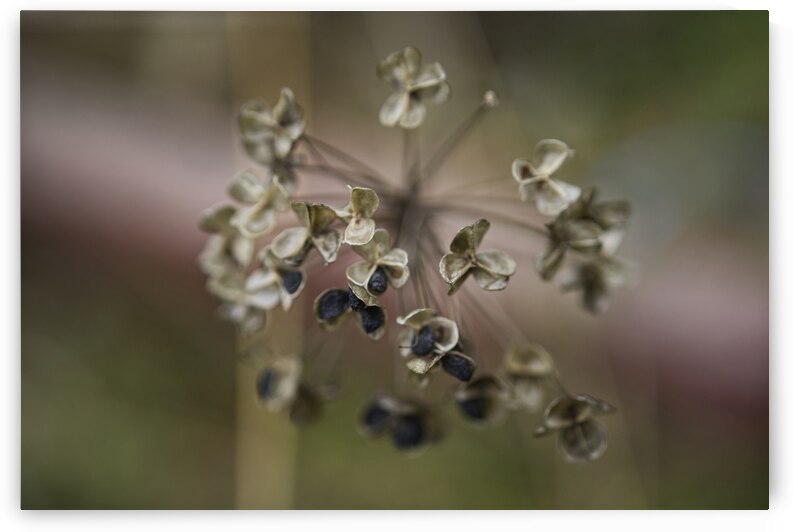 Dried out Garlic Chive Flower by Iris H Richardson