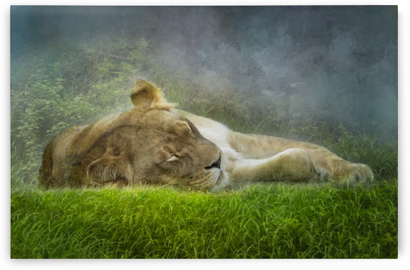The Lion Sleeps at Louisville Kentucky Zoo by Shelia Hunt Photography