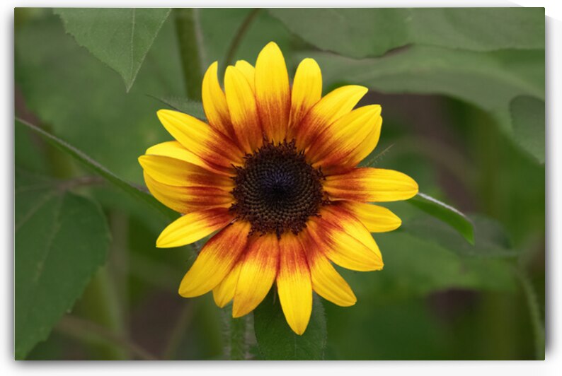 Firecracker Sunflower - Radiant Bloom by Chad Meyer