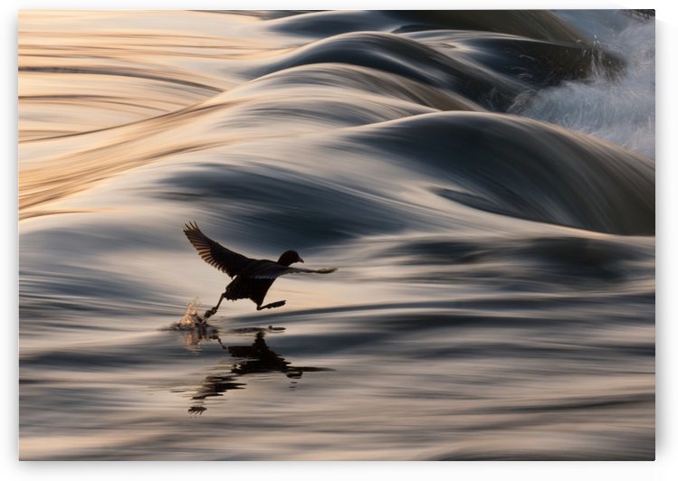 I Believe I Can Walk by Adrian Borda
