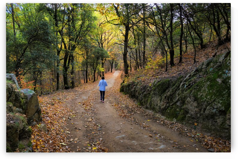 Autumn walk through the Forest - CR2211-8332-ORT by JordiCarrio