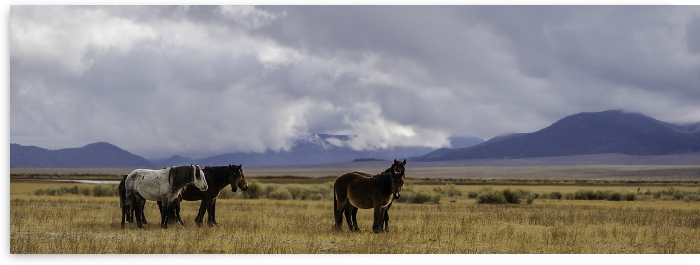 wild horses of mono county by Dylan Hall