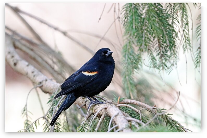 Red Winged Blackbird In The Spruce by Deb Oppermann