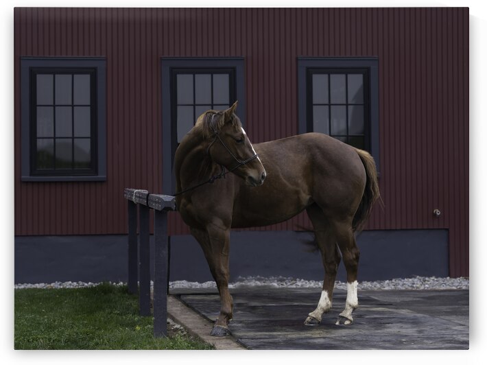 ANI 00109 by John Walborn Promenade Photos