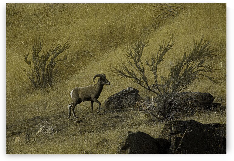 ANI*00116 by John Walborn Promenade Photos