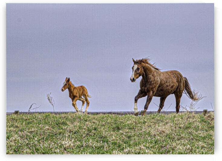 ANI 00106 by John Walborn Promenade Photos