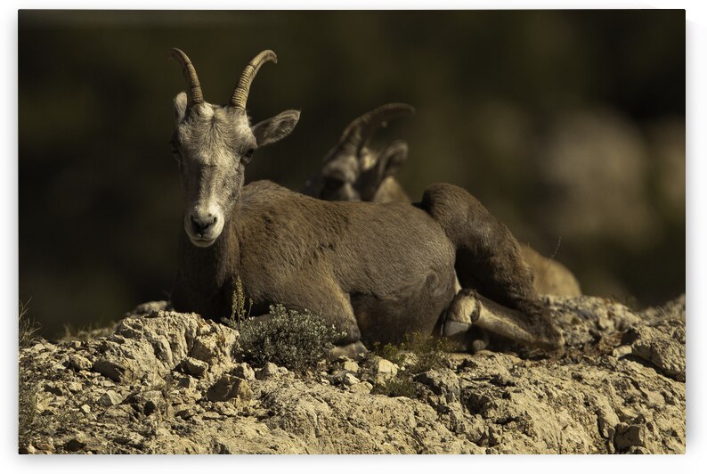 ANI 00094 by John Walborn Promenade Photos