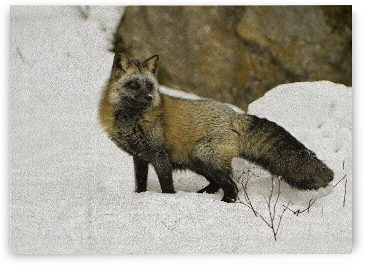 ANI 00151 by John Walborn Promenade Photos