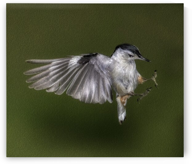 BIR 00216 by John Walborn Promenade Photos