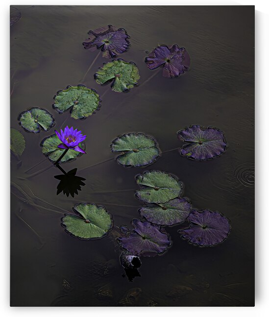 FLO 00443 by John Walborn Promenade Photos