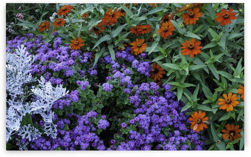 FLO 00424 by John Walborn Promenade Photos