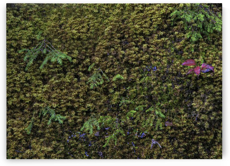 FLO 00458 by John Walborn Promenade Photos