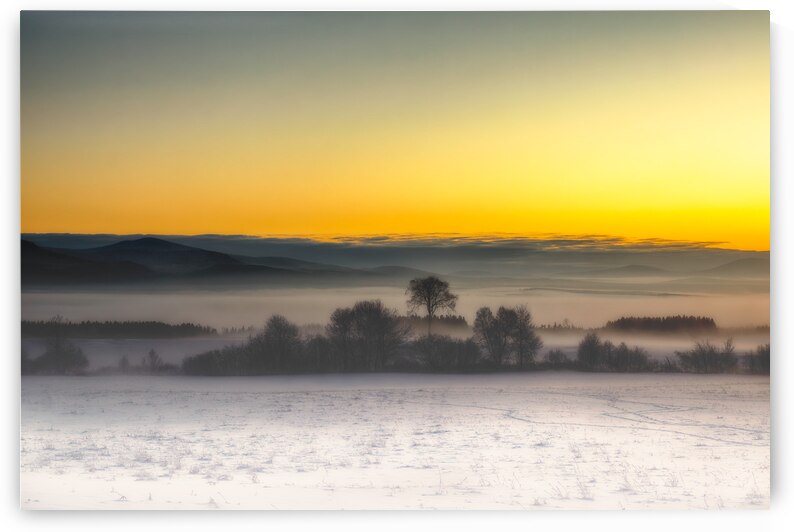 Le viel orme by ARTEFIA