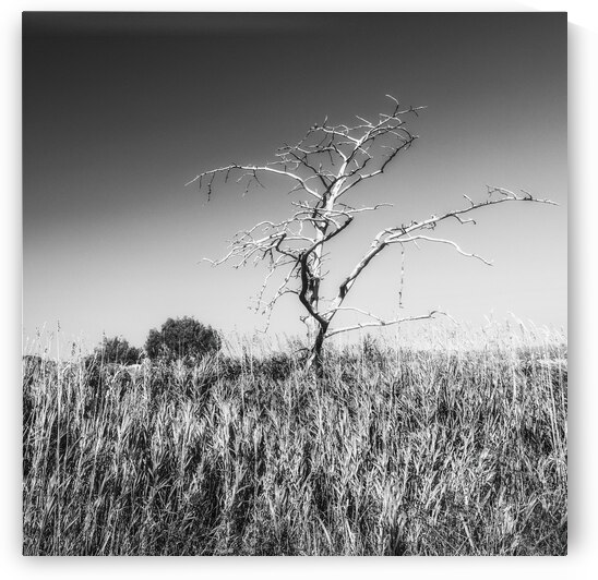 Solitaire by ARTEFIA