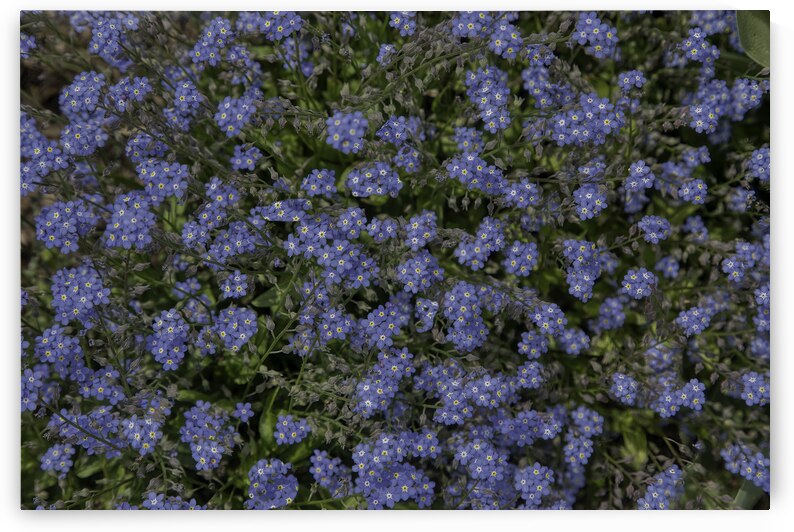 FLO 00557 by John Walborn Promenade Photos