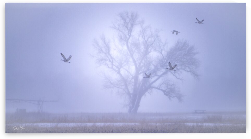 FOGGY PLATTE RIVER WINTER by Carney Photography