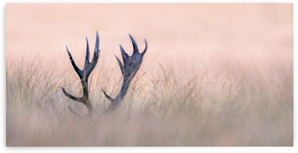 Hide a Seek  ( Horn of Stag) by 1x