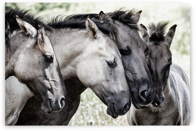 Four Konik Horses by 1x