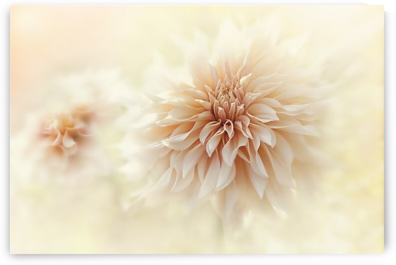 Cafe 'Au lait' Dahlia by 1x