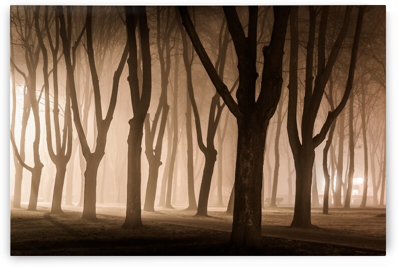 Last day of November by 1x