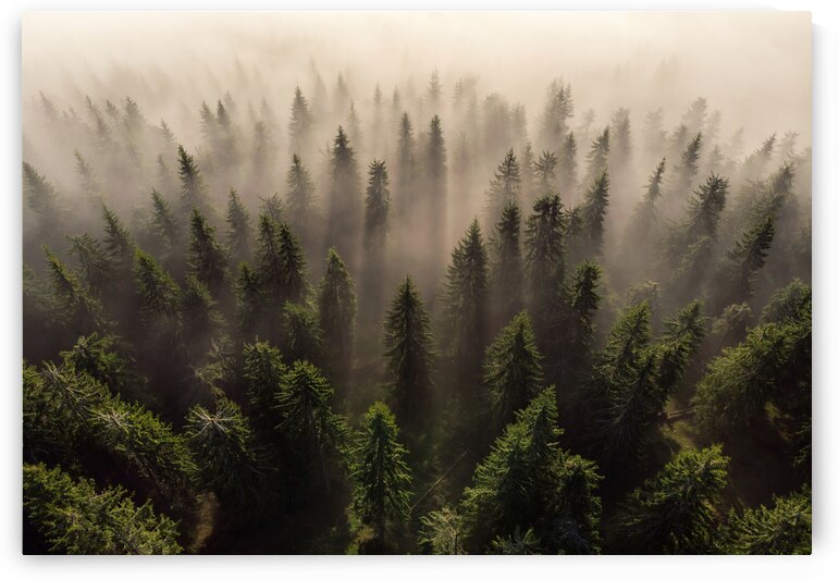 The Army of Firs by 1x