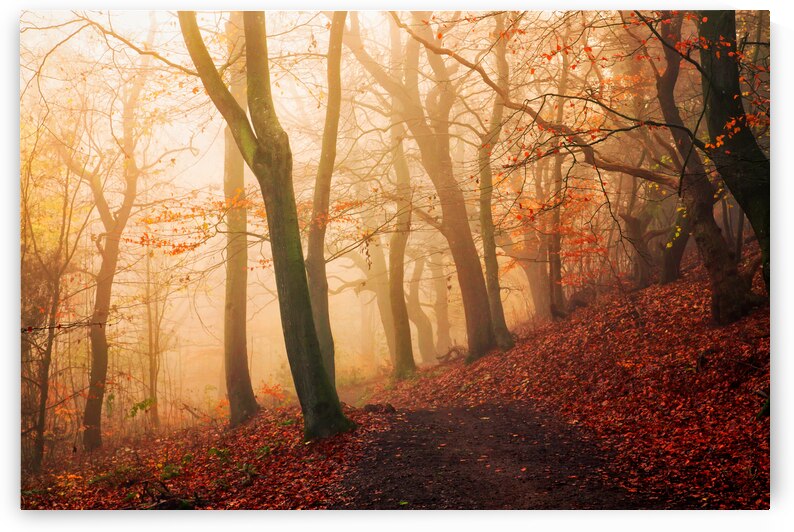 Wake up forest. by 1x