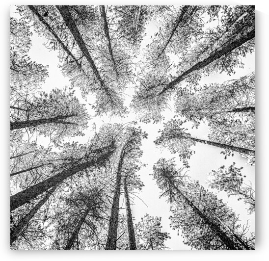 Tree Etching 002 by 1x