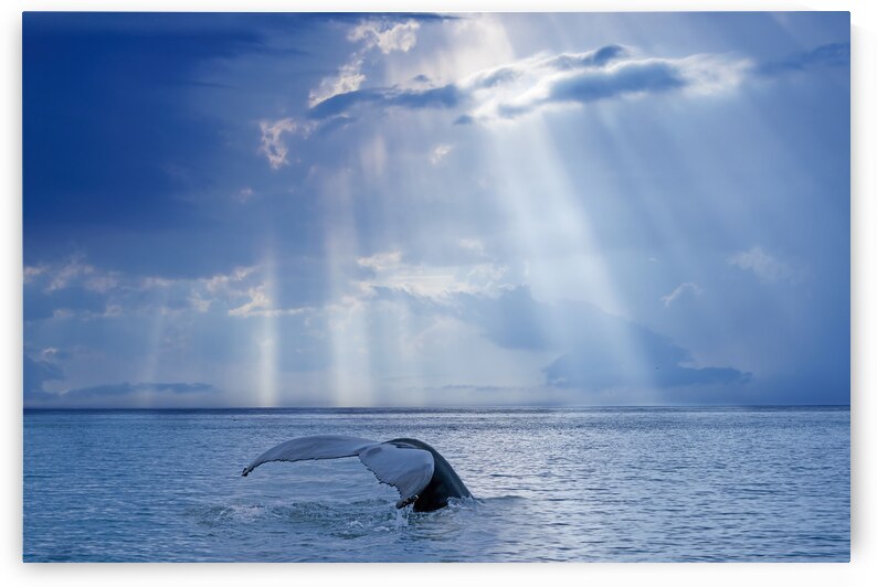 Whale and sun rays by 1x