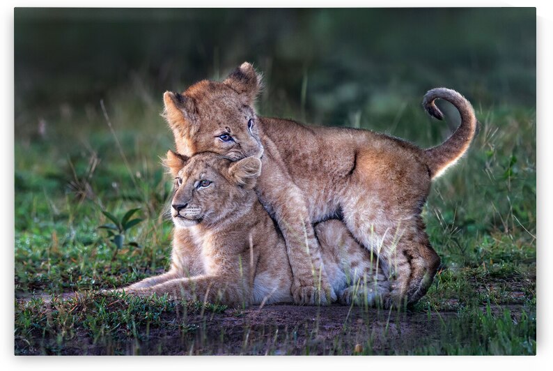 Playful lion cubs by 1x
