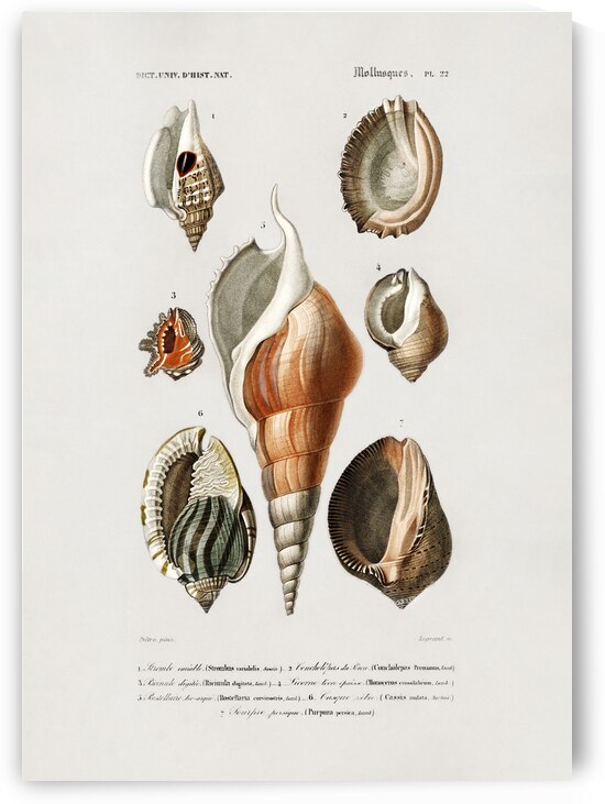Different Types of Mollusks by 1x