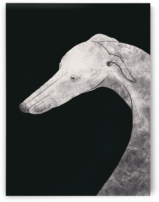 Greyhound black and white 02 by 1x