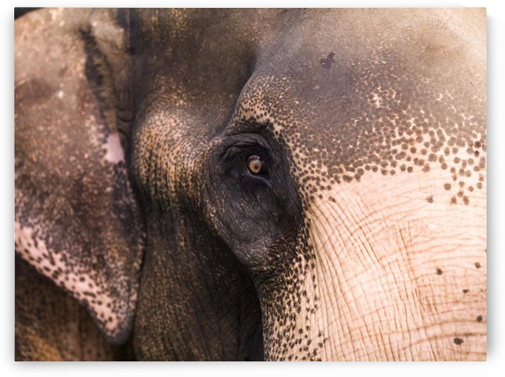 Close Up Of Elephant by PacificStock