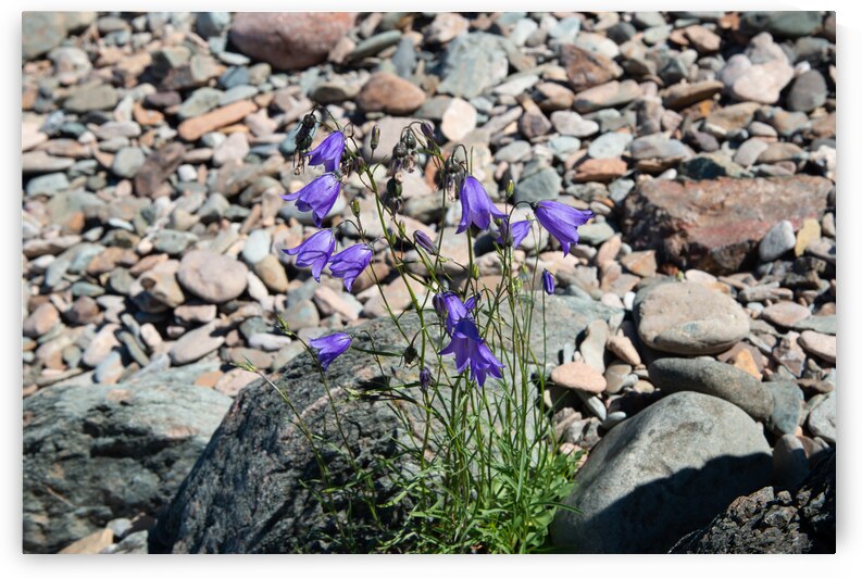 Harebell Wildflower Print by Stephen Emms