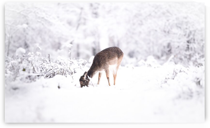 DSC 3126 Verbessert NR by Larsphotografie