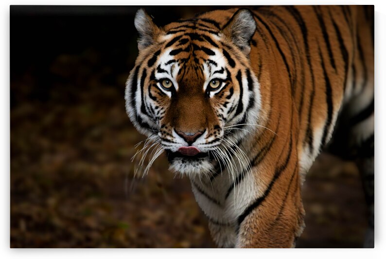 DSC 8432 Verbessert NR by Larsphotografie