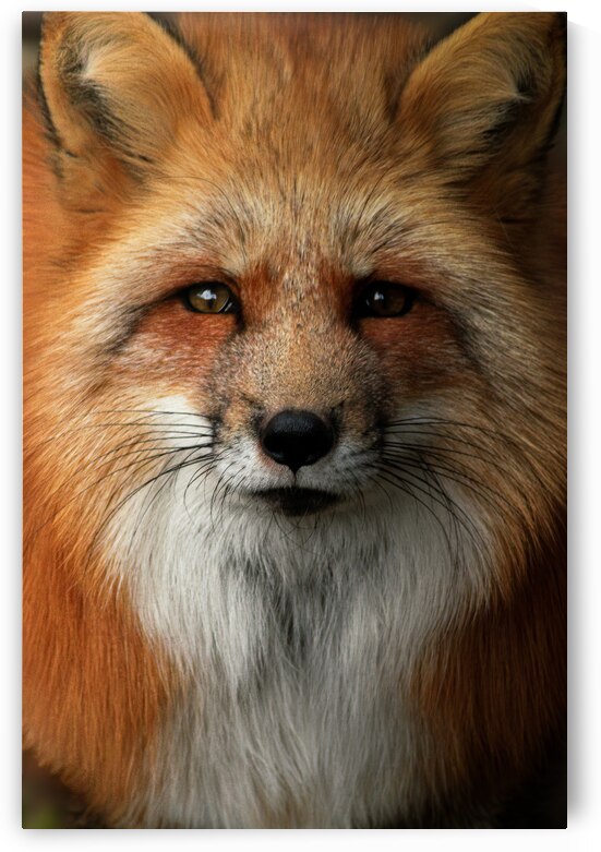 DSC 7472 Verbessert NR by Larsphotografie