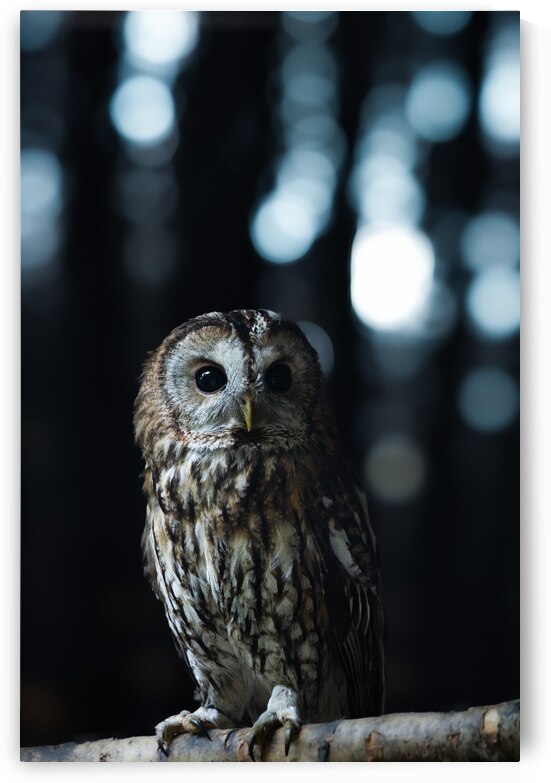 DSC 1030 Verbessert NR by Larsphotografie