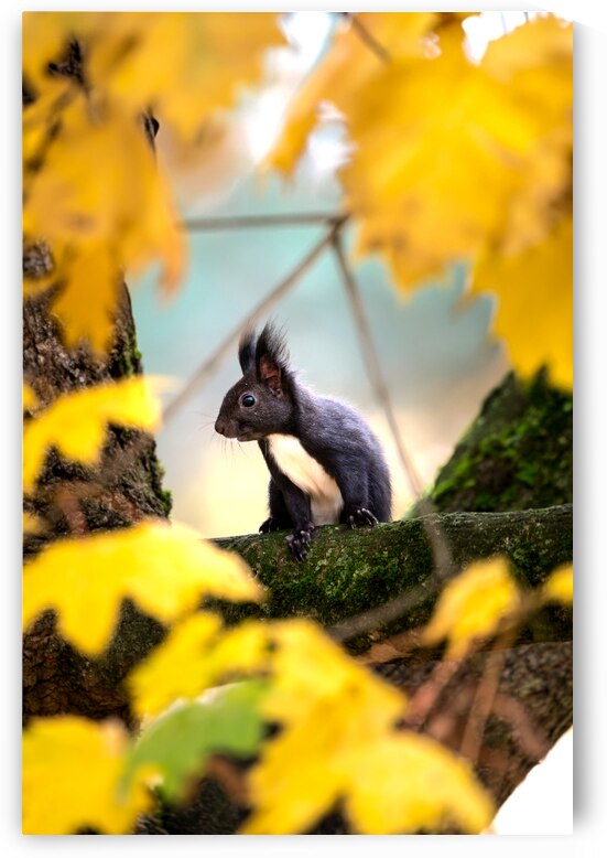 IMG 5076 by Larsphotografie