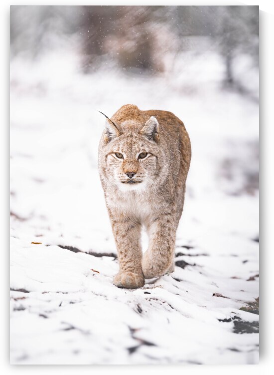 luchs nachher by Larsphotografie