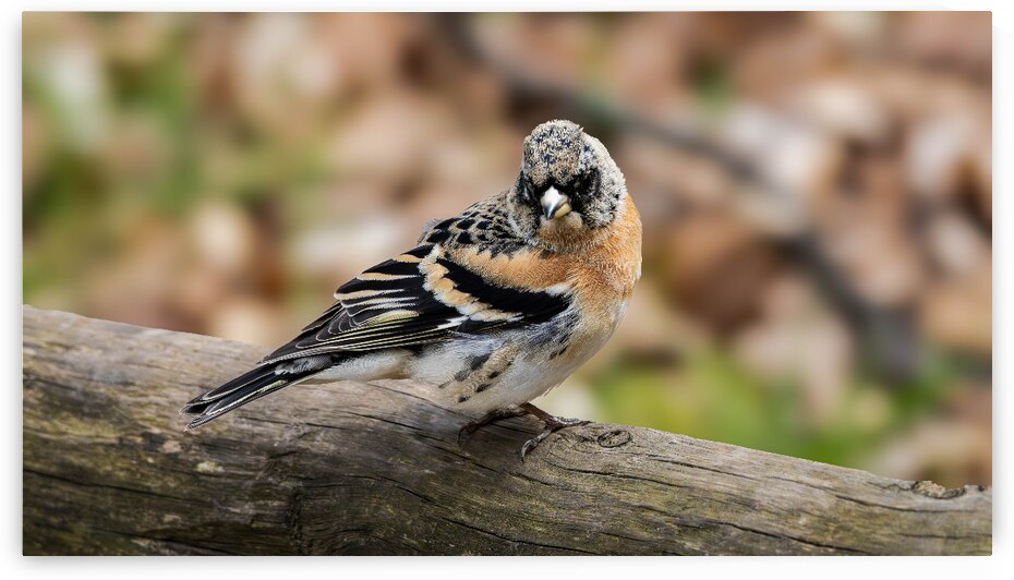 IMG 2441 Verbessert NR by Larsphotografie