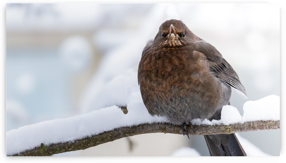 IMG 2991 Verbessert NR 1 by Larsphotografie